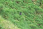 PICTURES/PUFFINS - Helmaey Island/t_Puffins (21).JPG